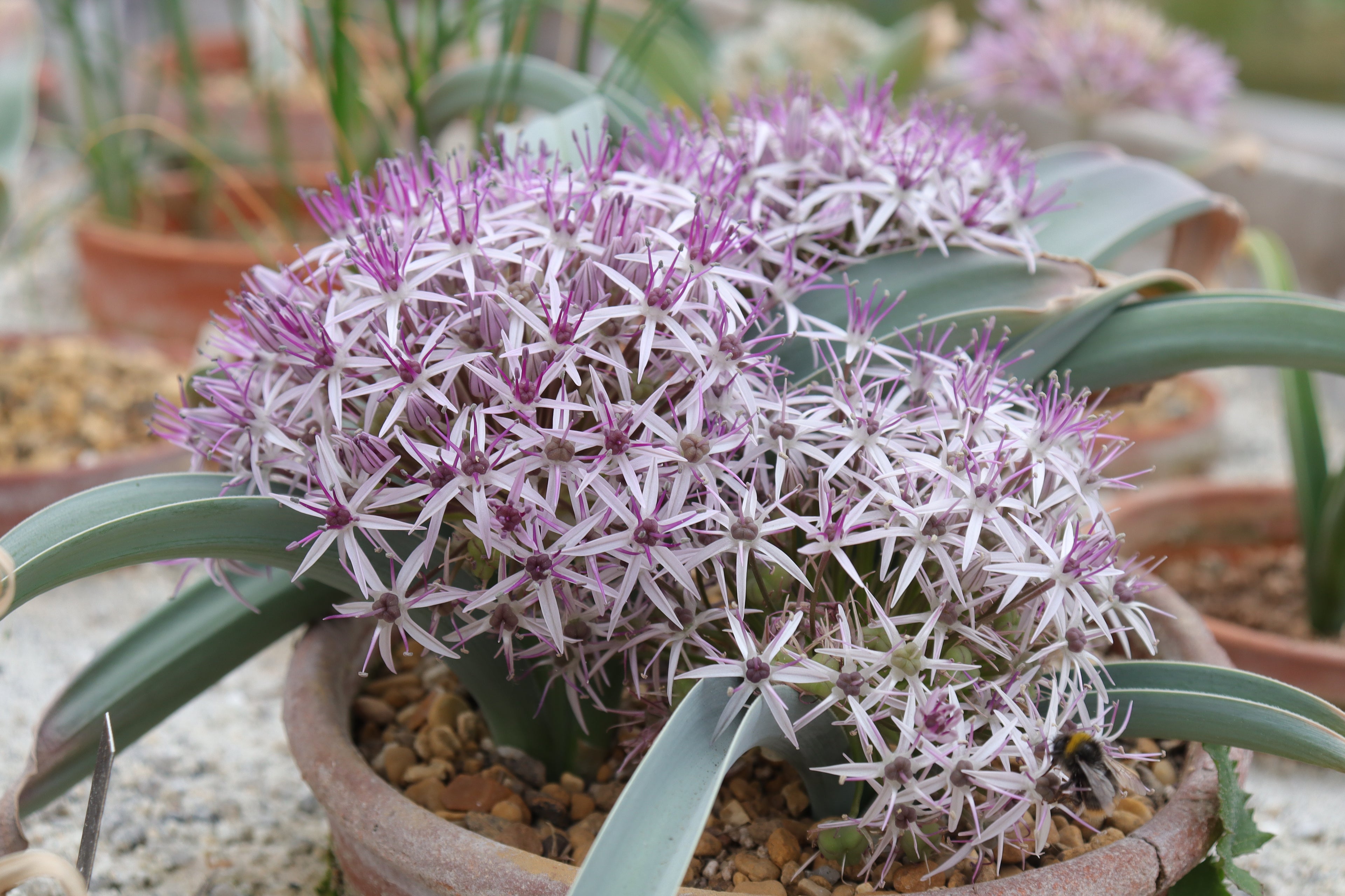 Allium