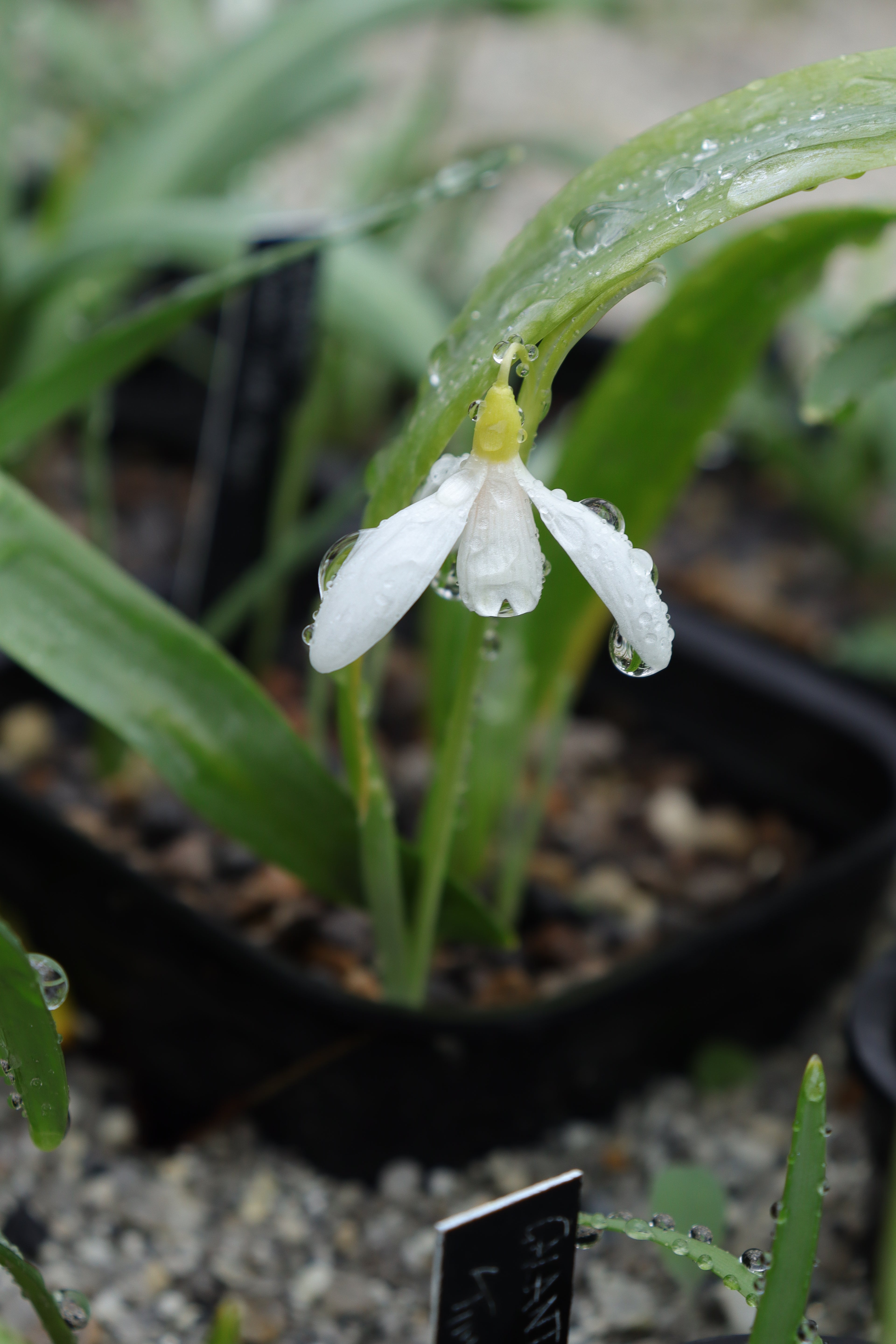 Galanthus