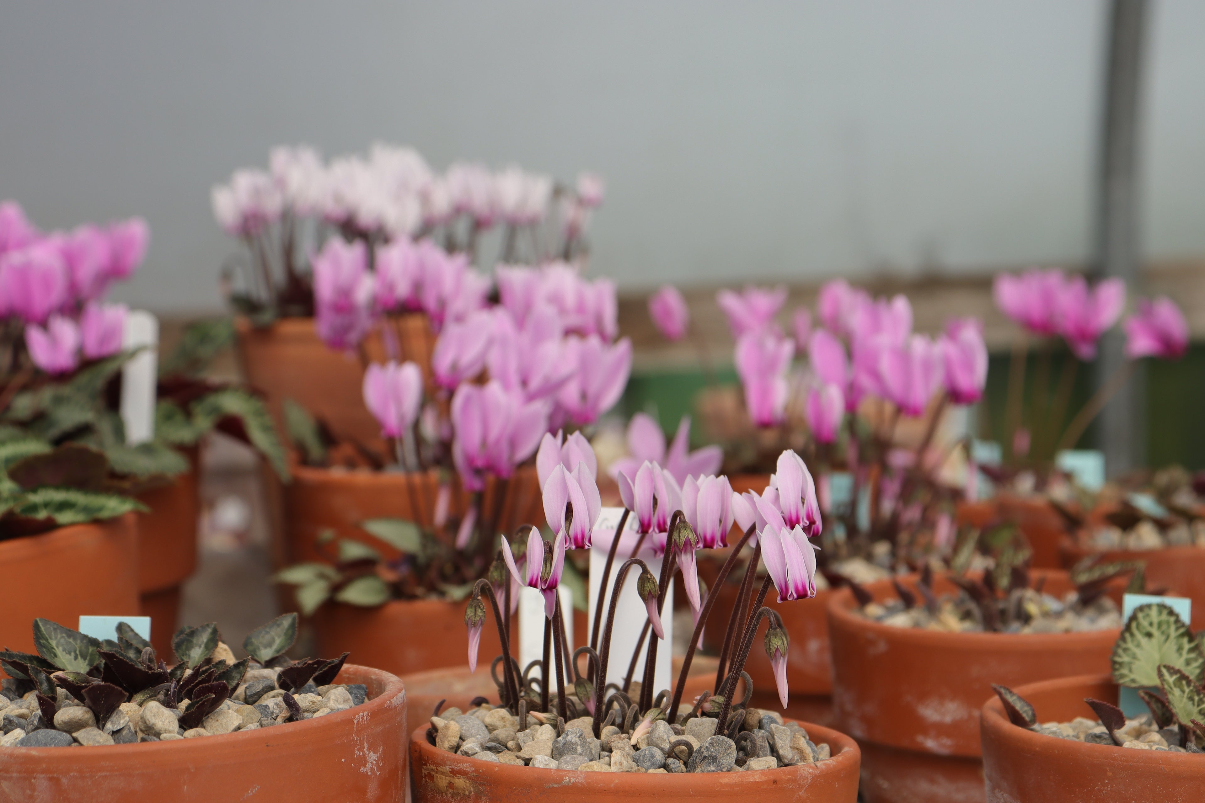 Cyclamen