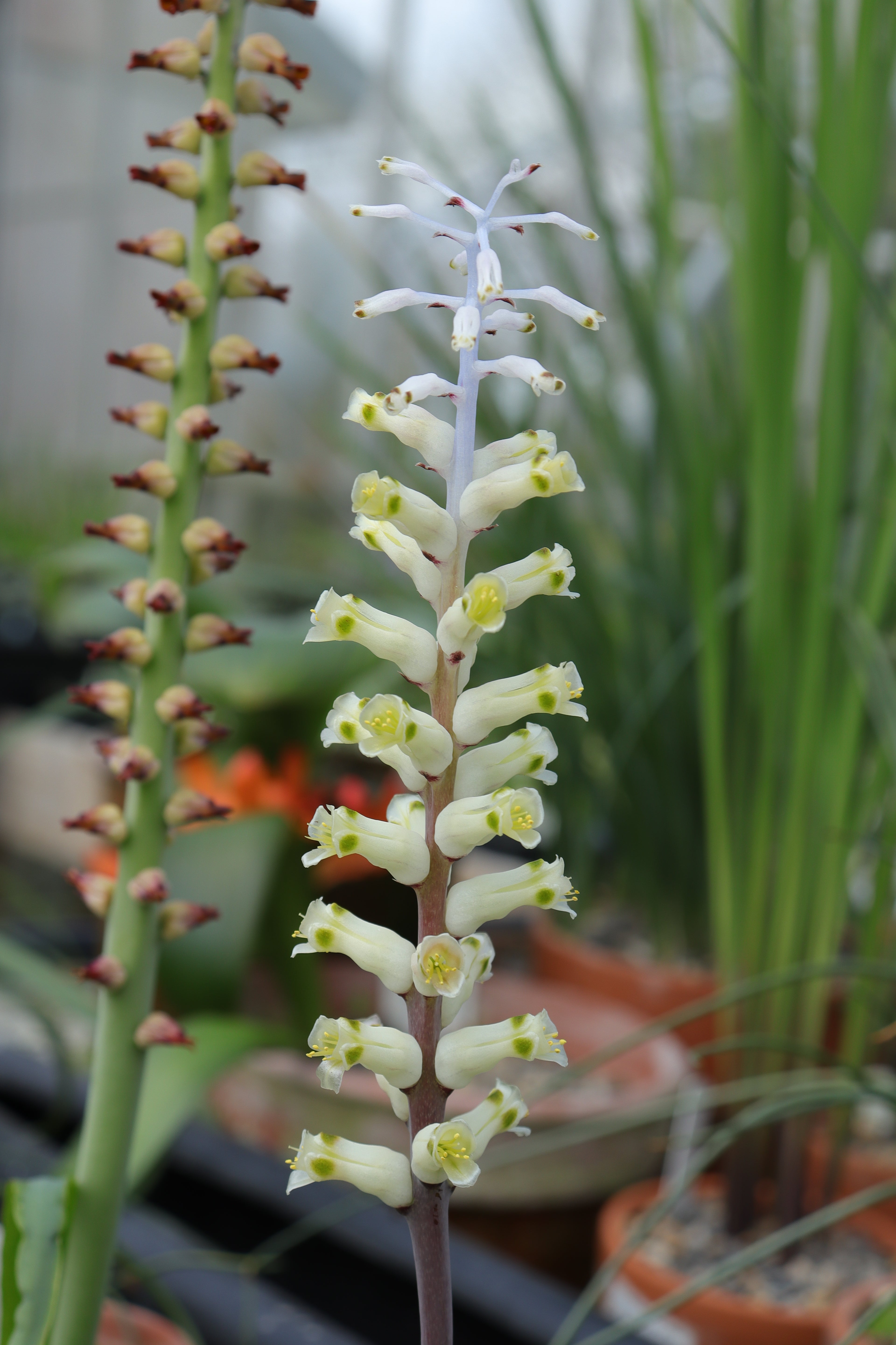 South African Bulbs