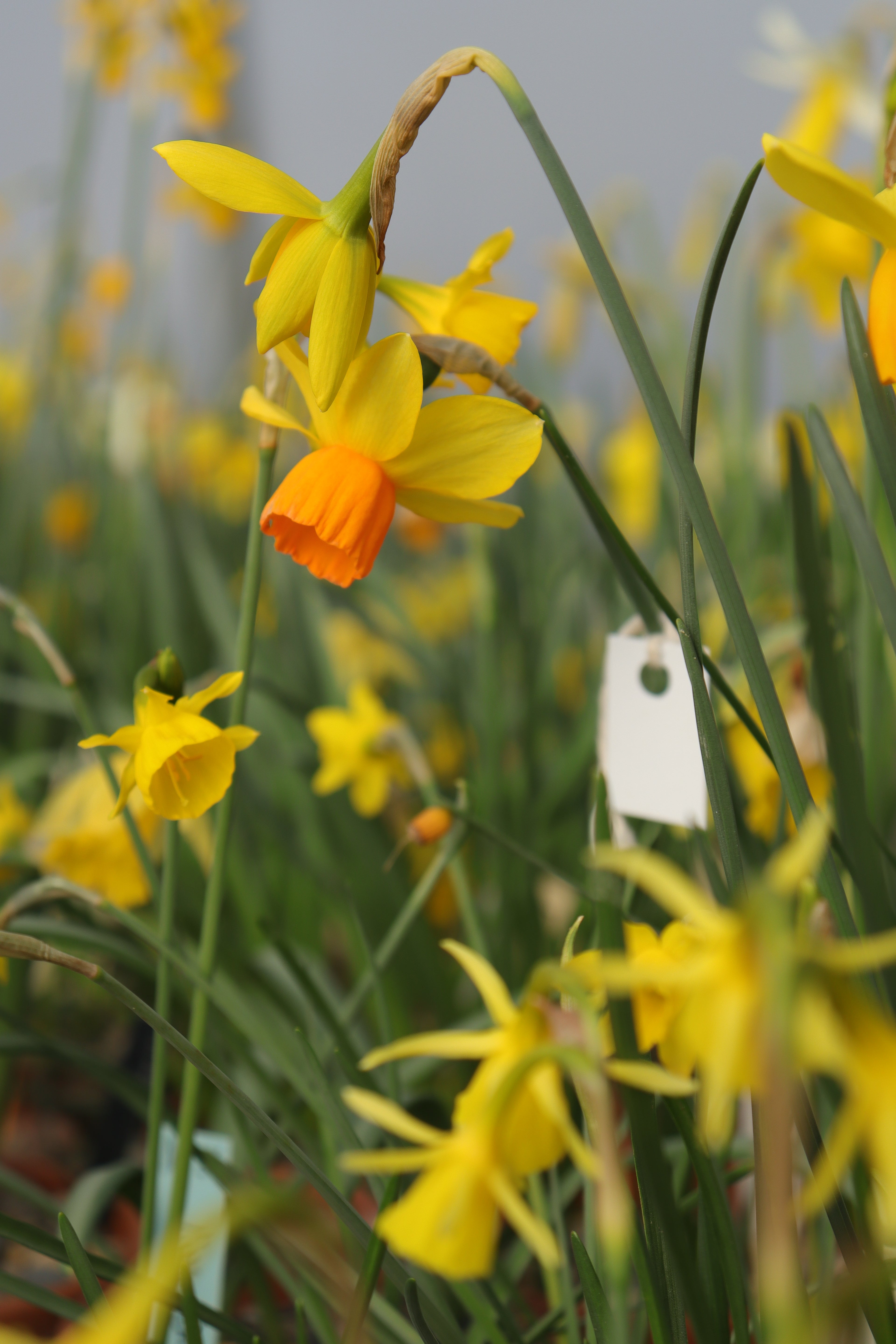 Narcissus