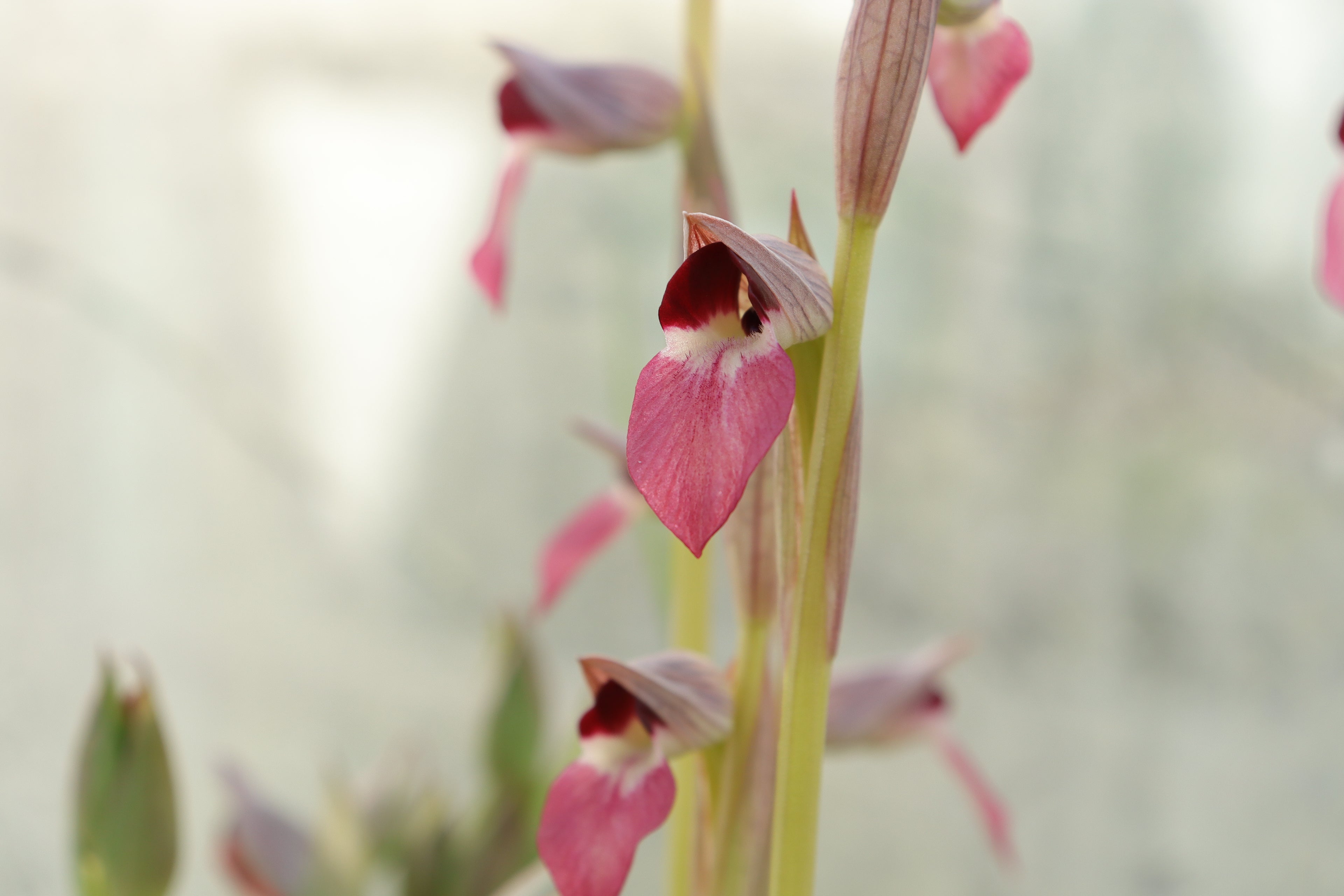 Orchids