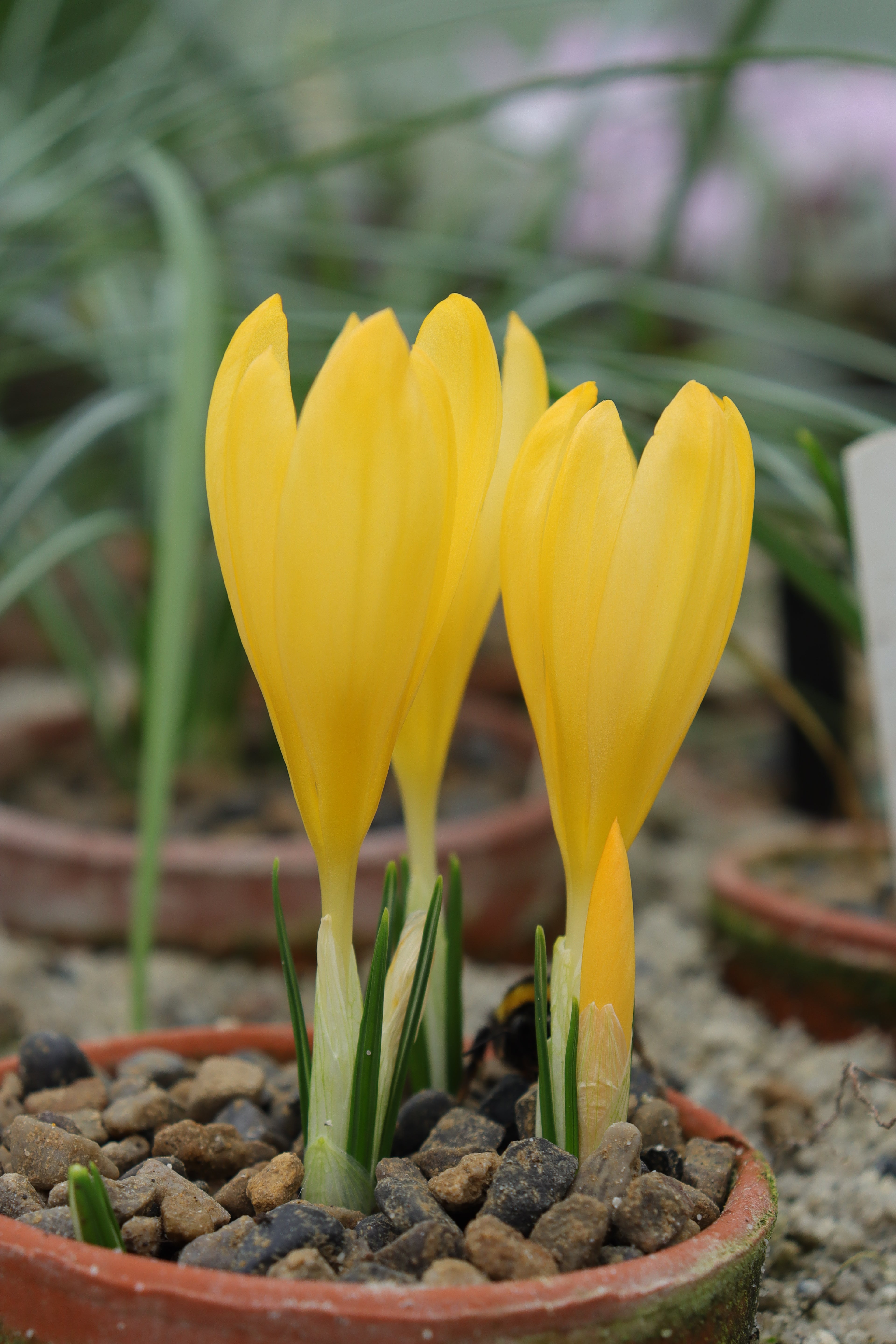 Crocus