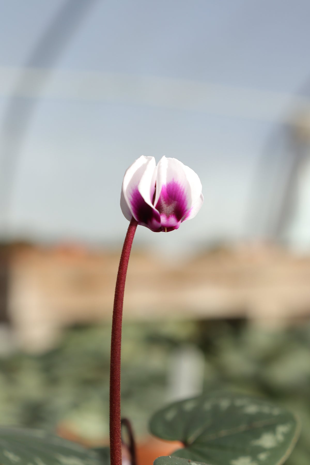 Cyclamen Seed-  Autumn 2026