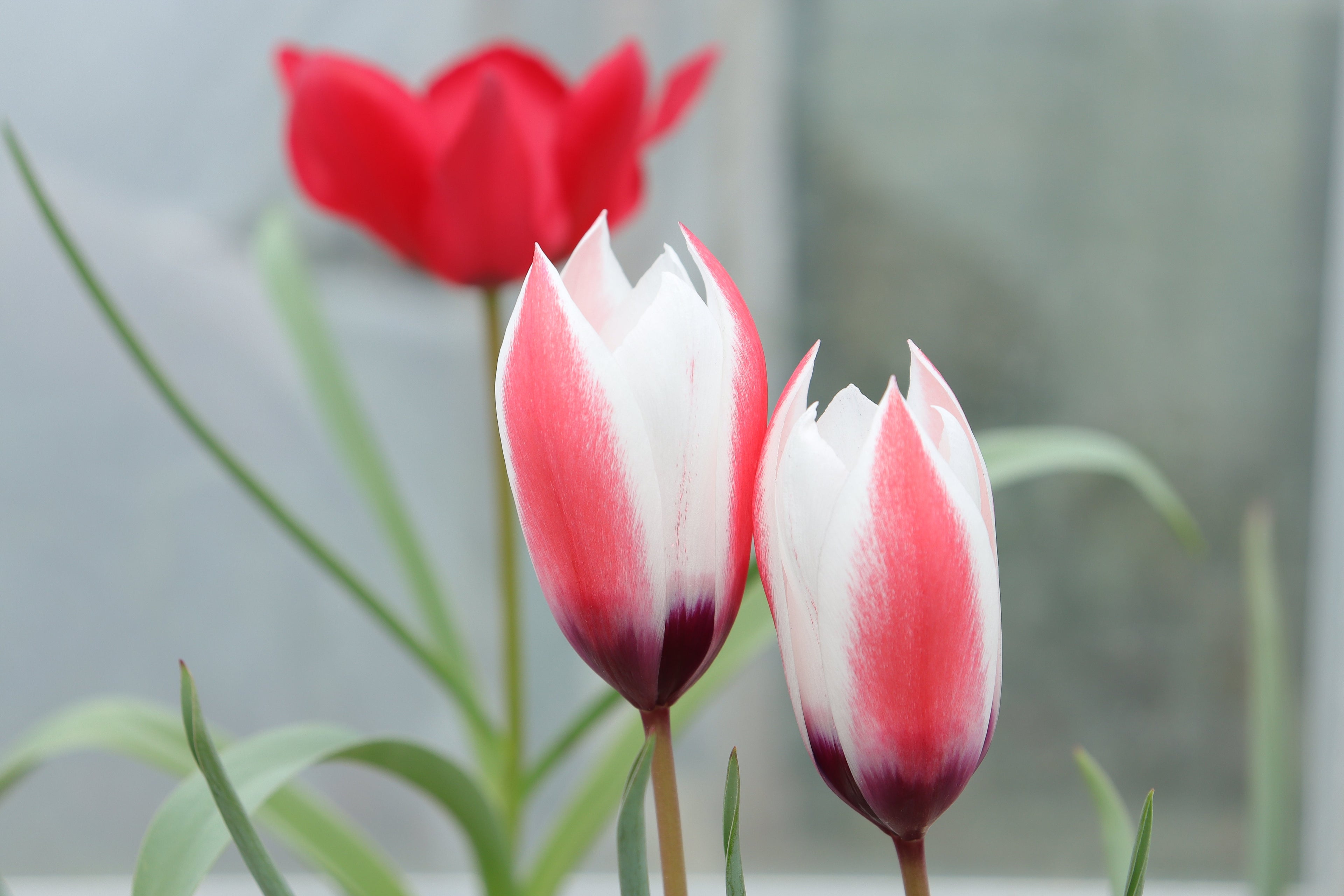 Tulipa