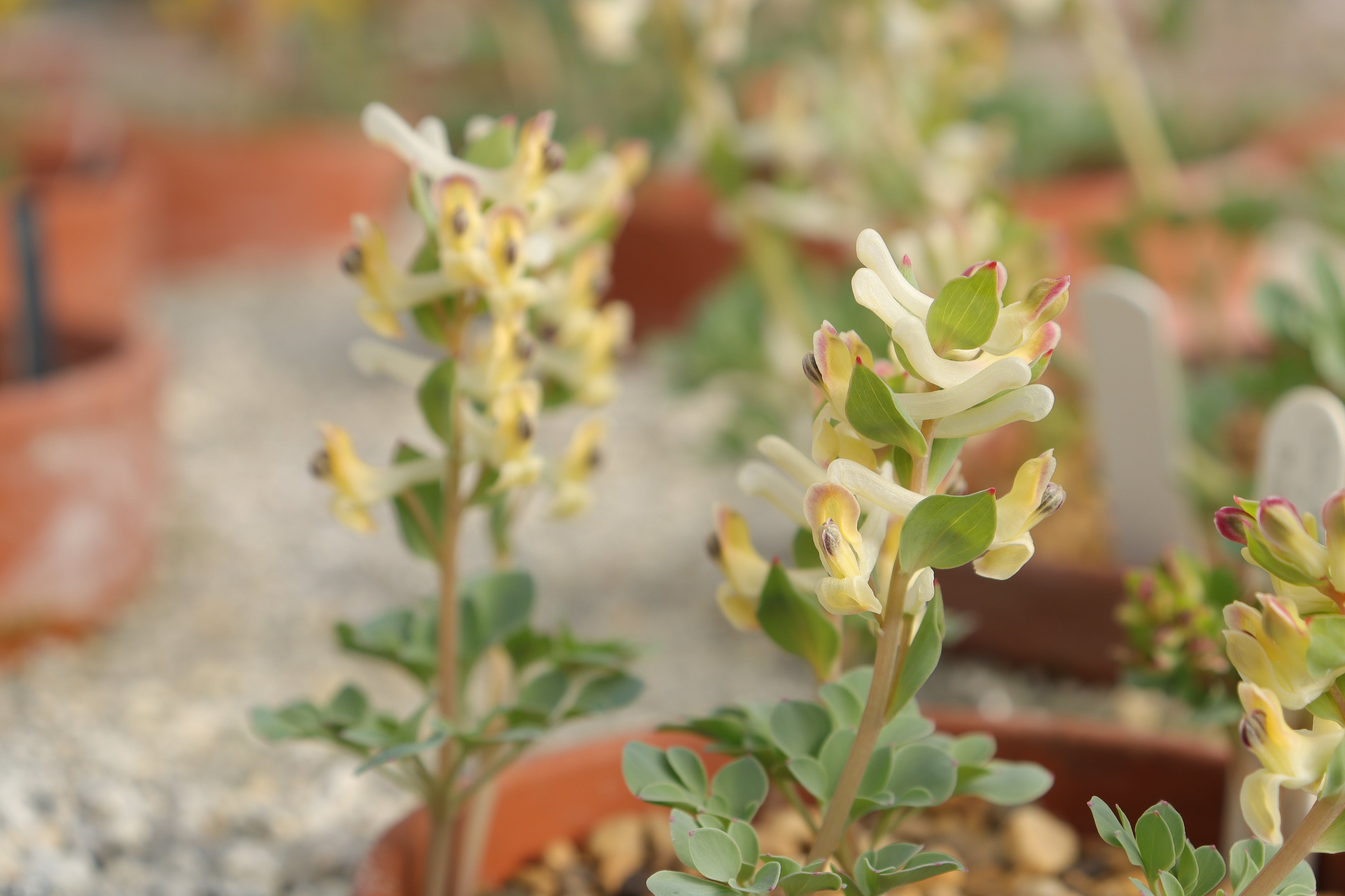 Corydalis maracandica
