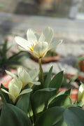 Tulipa ‘Moravian Mist’