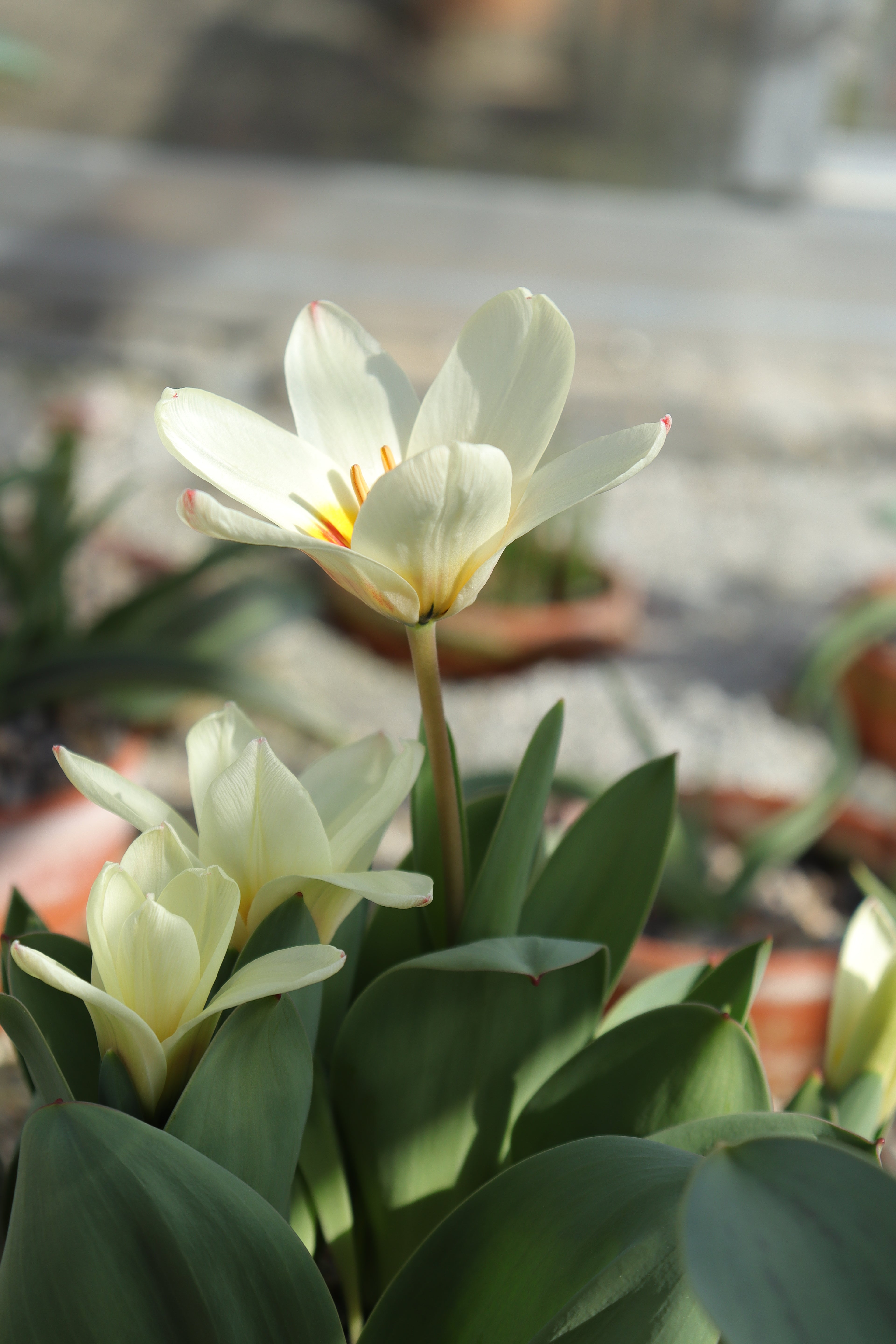 Tulipa ‘Moravian Mist’