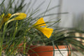 Narcissus bulbocodium Tiny Form