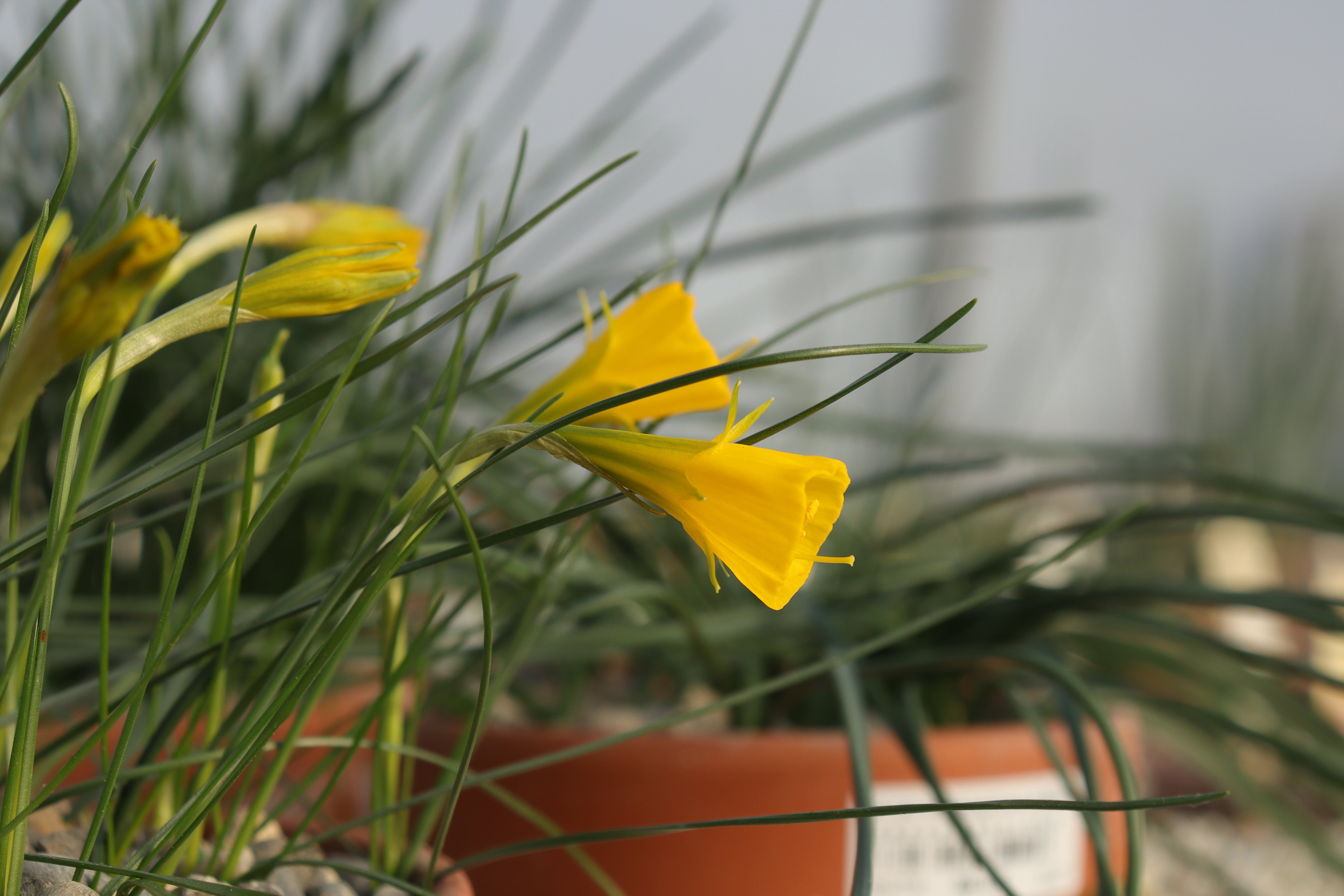 Narcissus bulbocodium Tiny Form