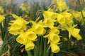 Narcissus 'Buttertubs'