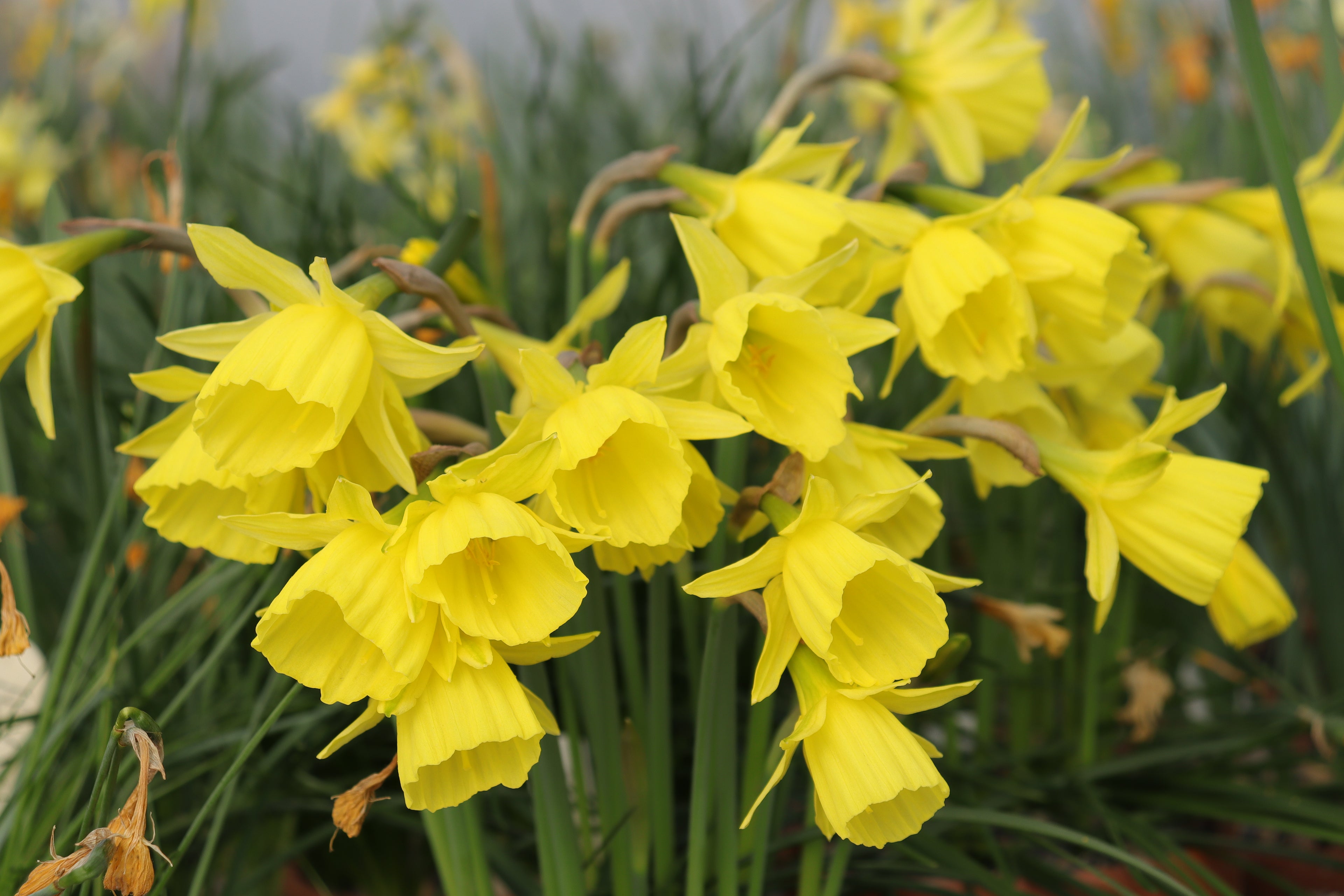 Narcissus 'Buttertubs'