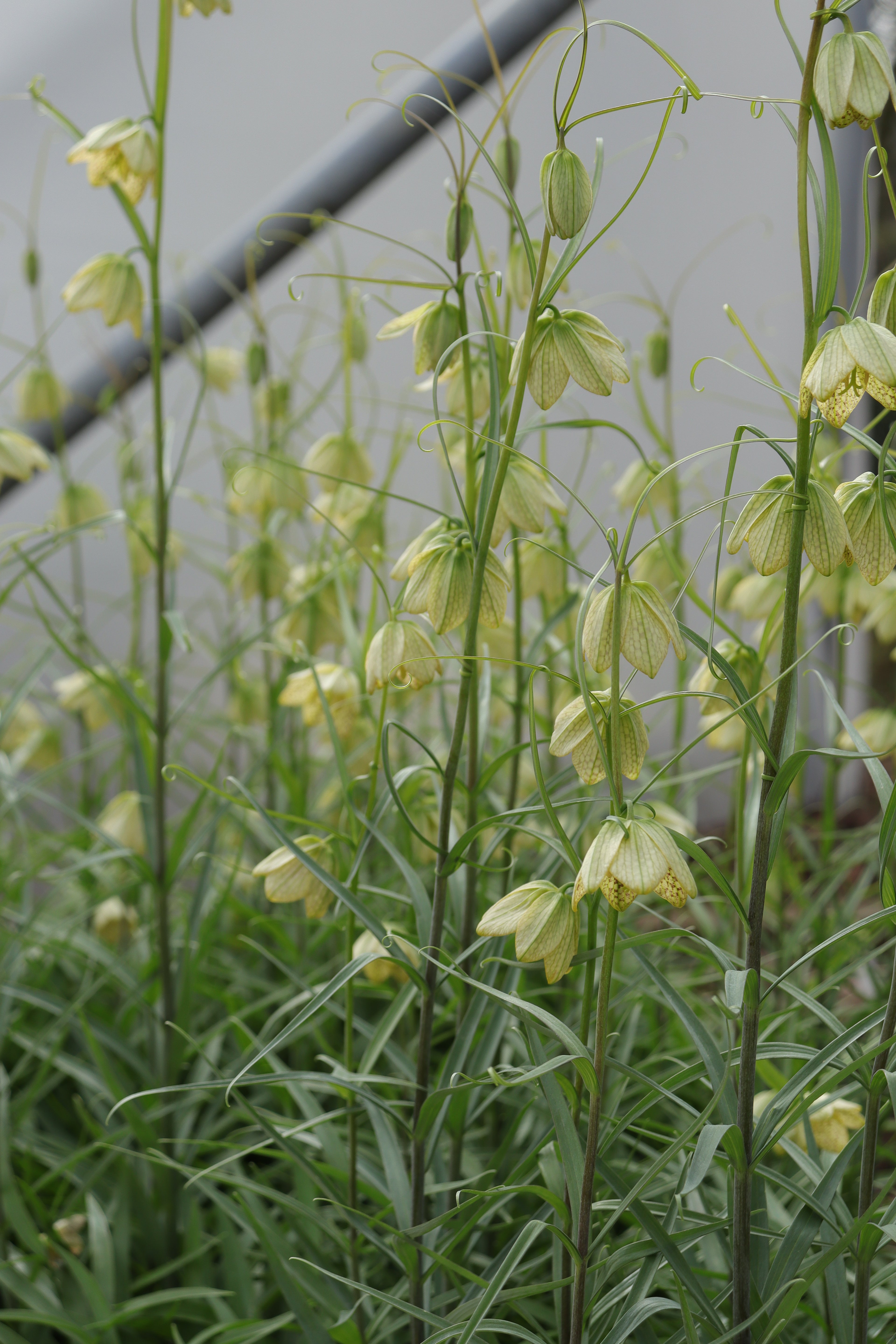 Fritillaria thunbergii