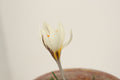 Crocus melantherus 'Golden Shine'