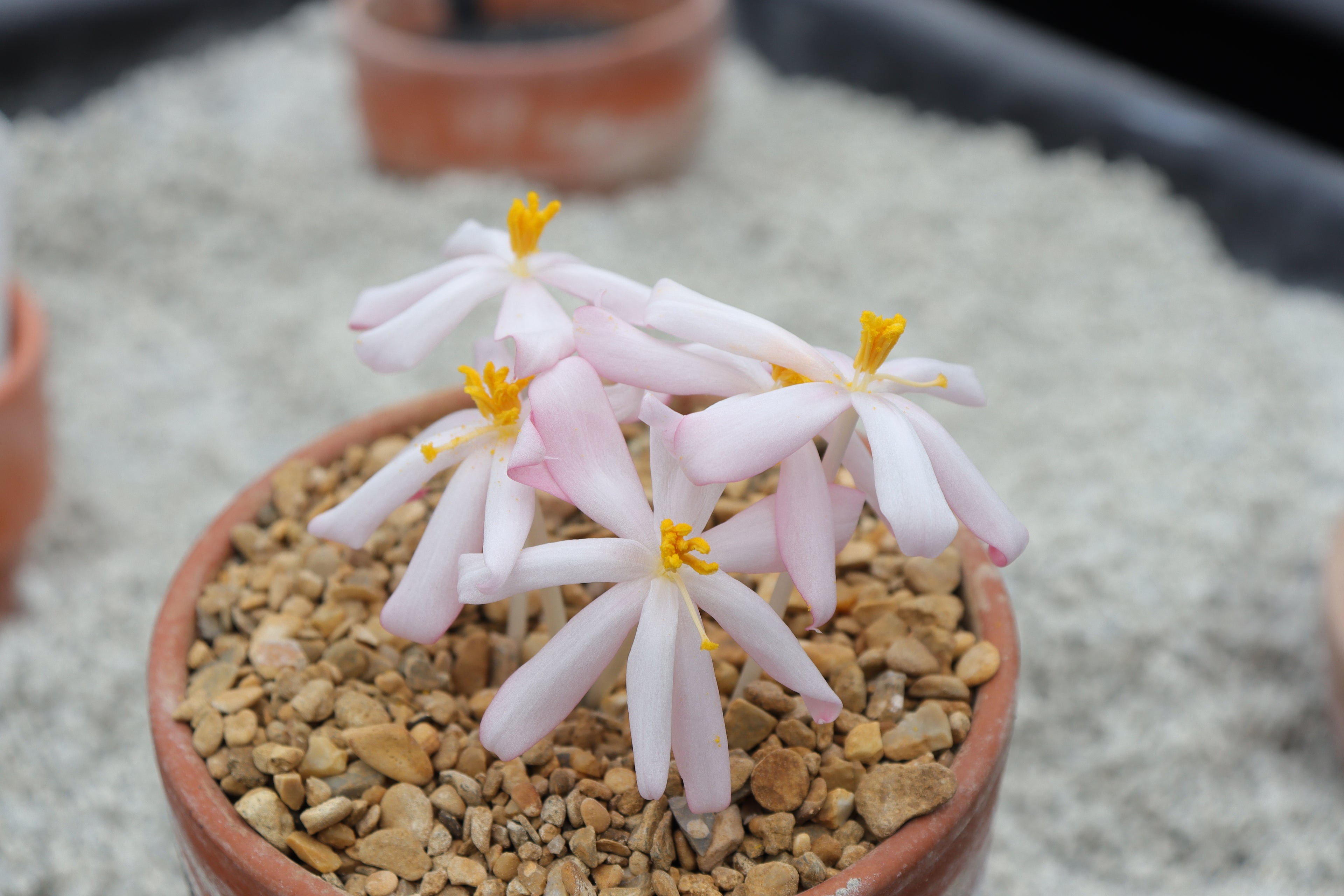 Gethyllis barkerae (from Nardousberg)