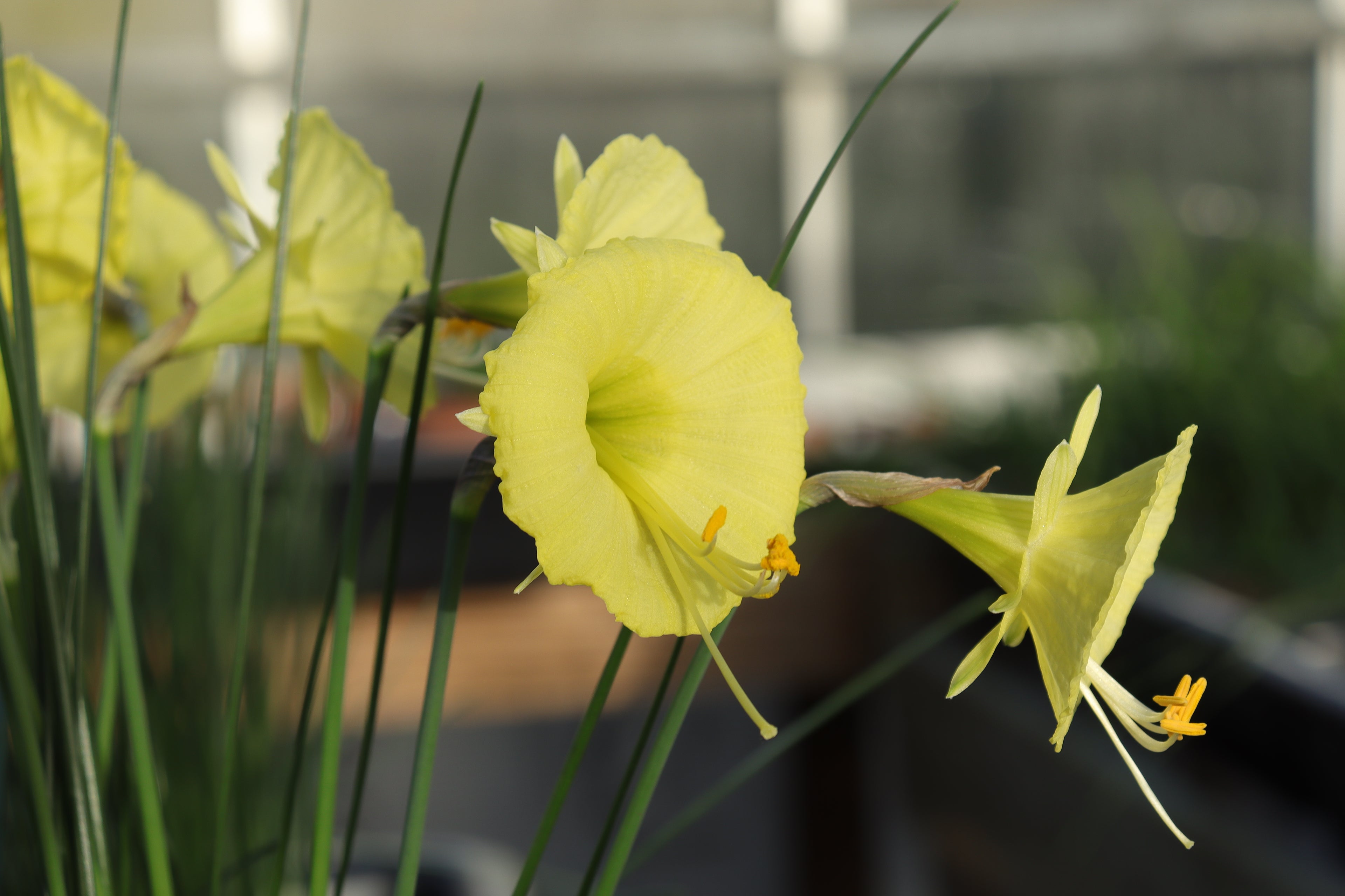 Narcissus ‘Daphnis’