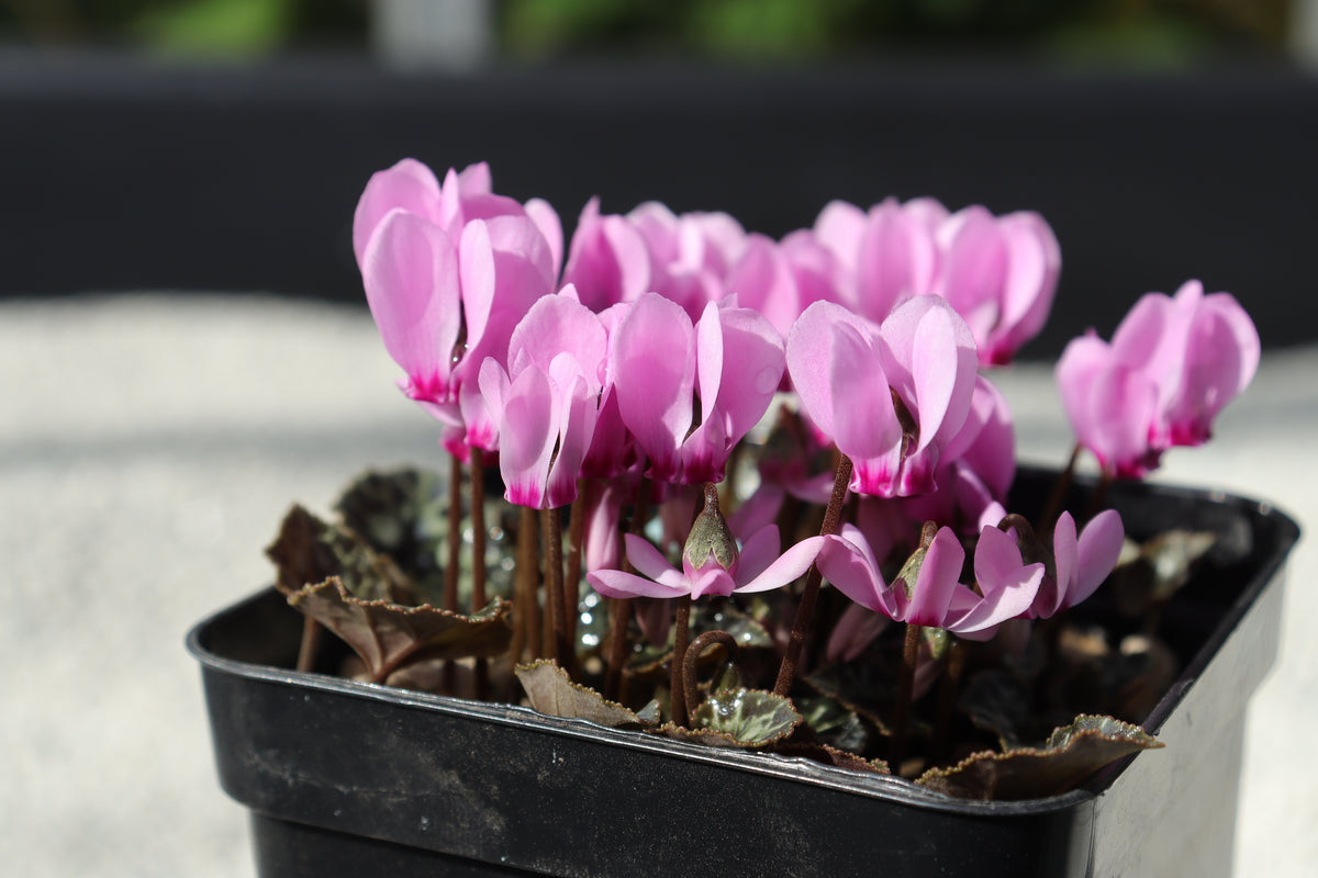 Cyclamen maritimum Seed