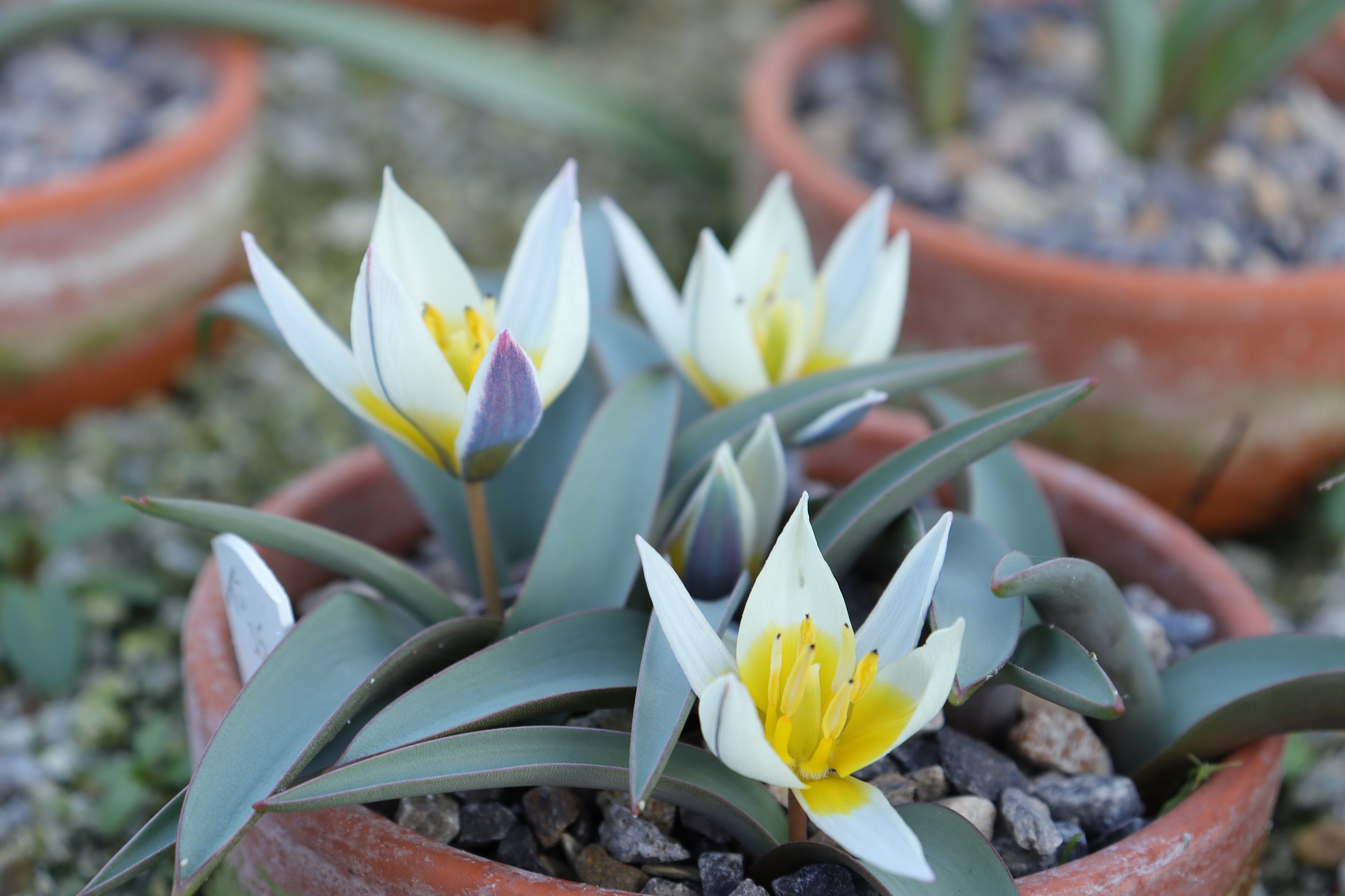 Tulipa orthopoda