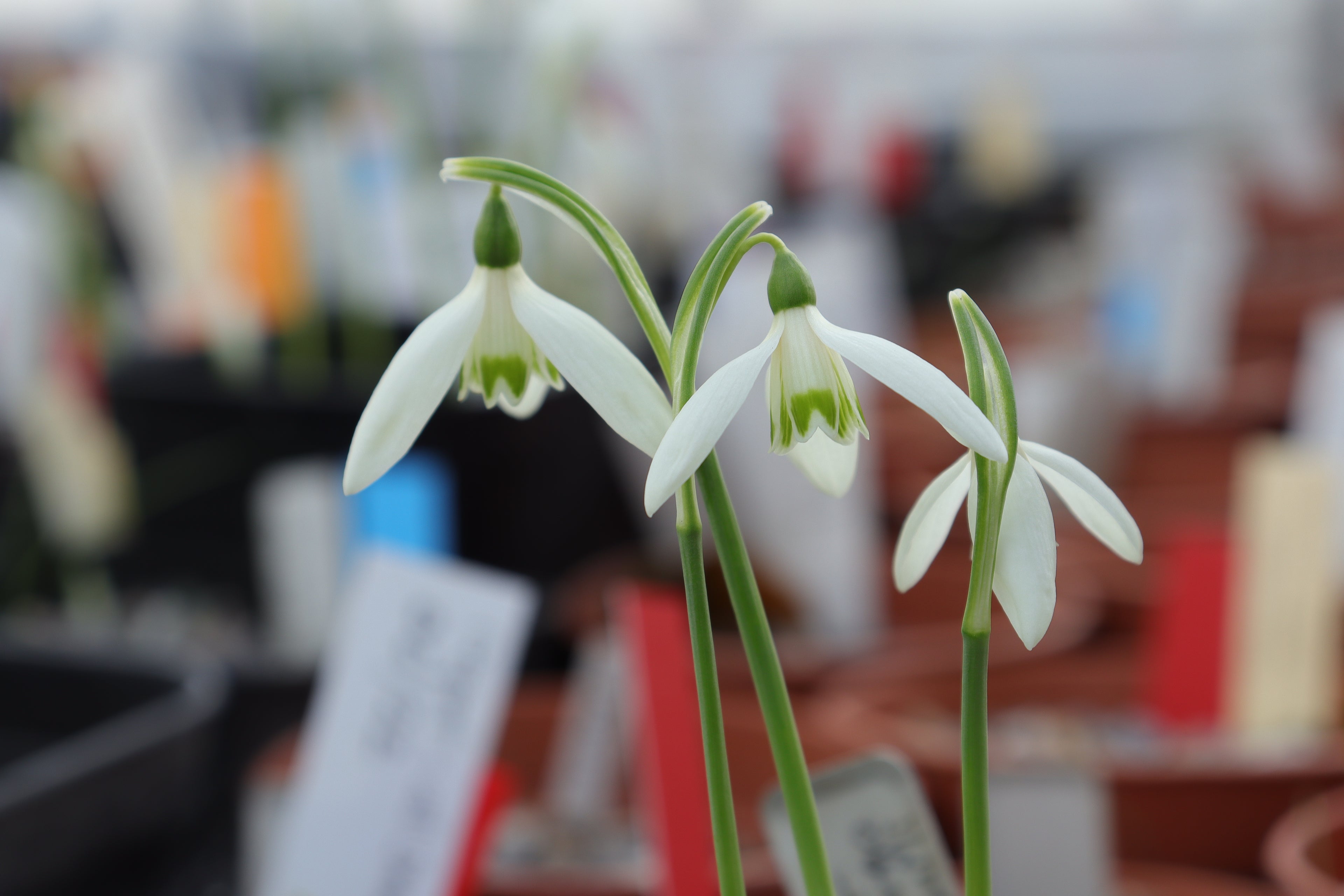 Galanthus peshmenii