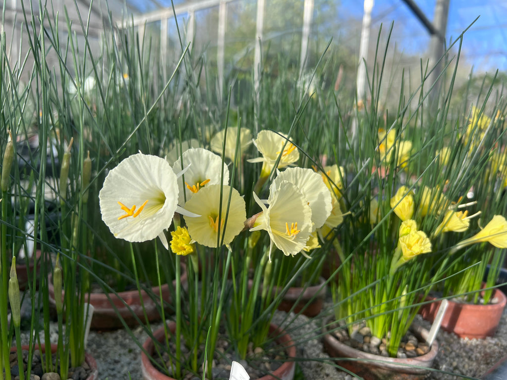 Narcissus ‘Columba’