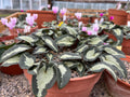 Cyclamen hederifolium Ex Tilebarn Grenville Seed