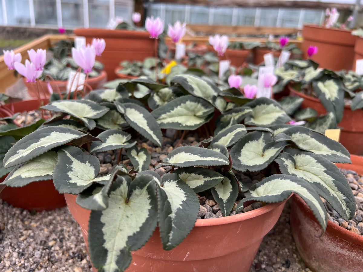 Cyclamen hederifolium Ex Tilebarn Grenville Seed