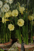 Narcissus romieuxii 'Joy Bishop'