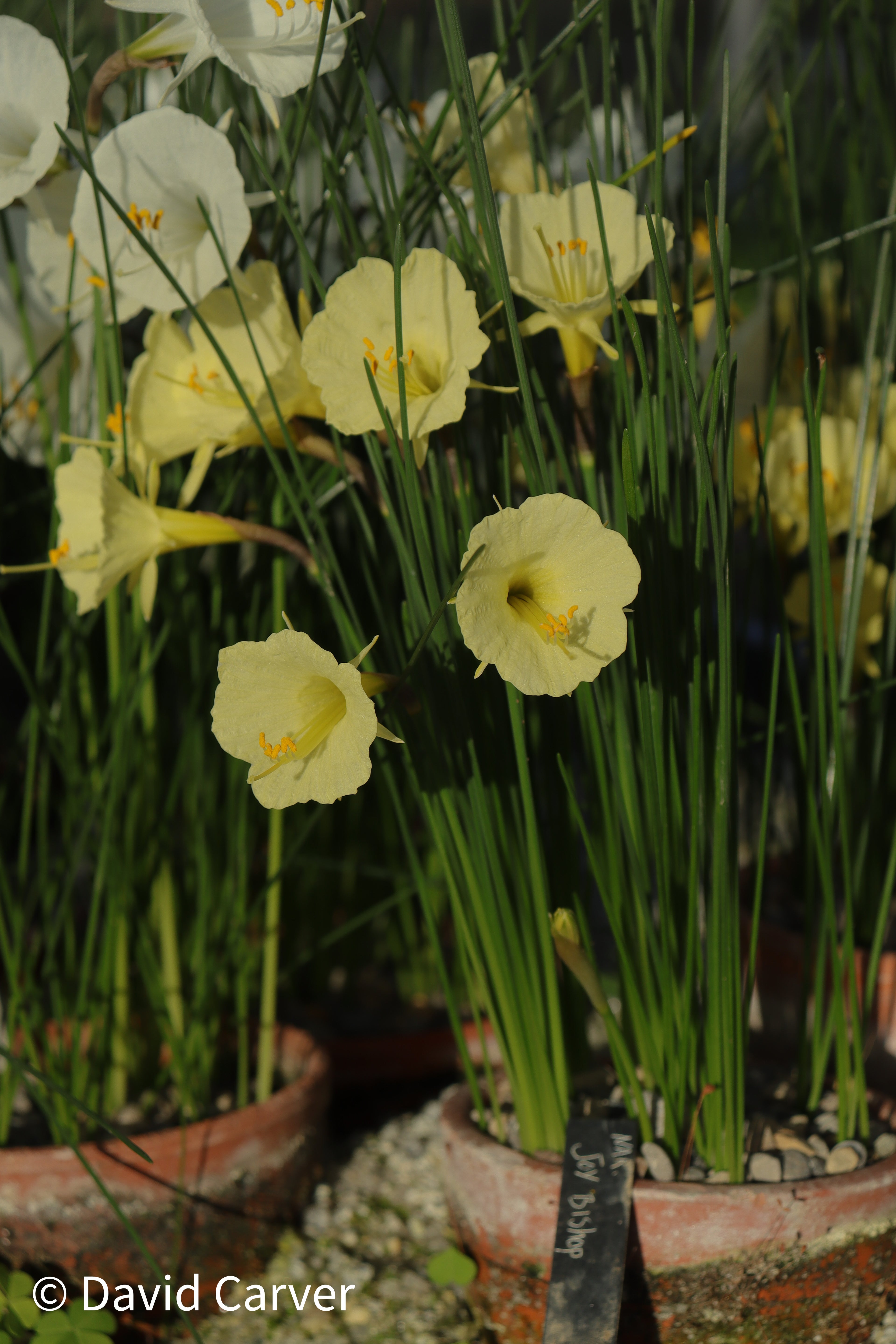 Narcissus romieuxii 'Joy Bishop'