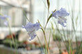 Gladiolus caeruleus