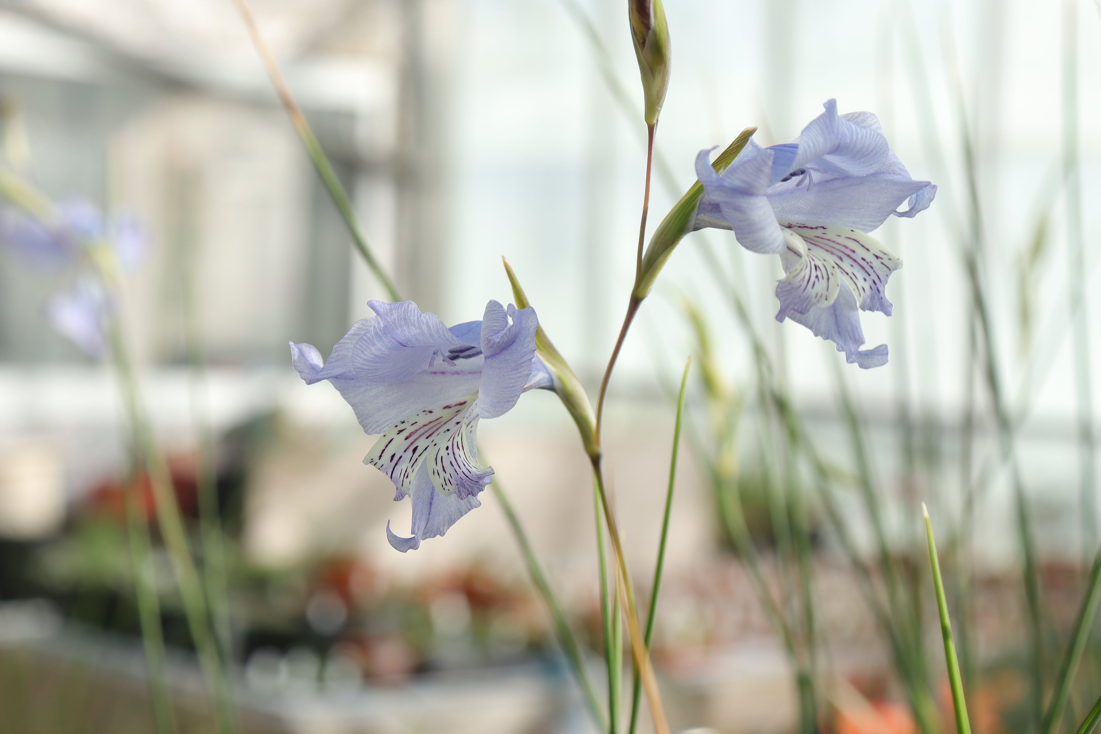 Gladiolus caeruleus