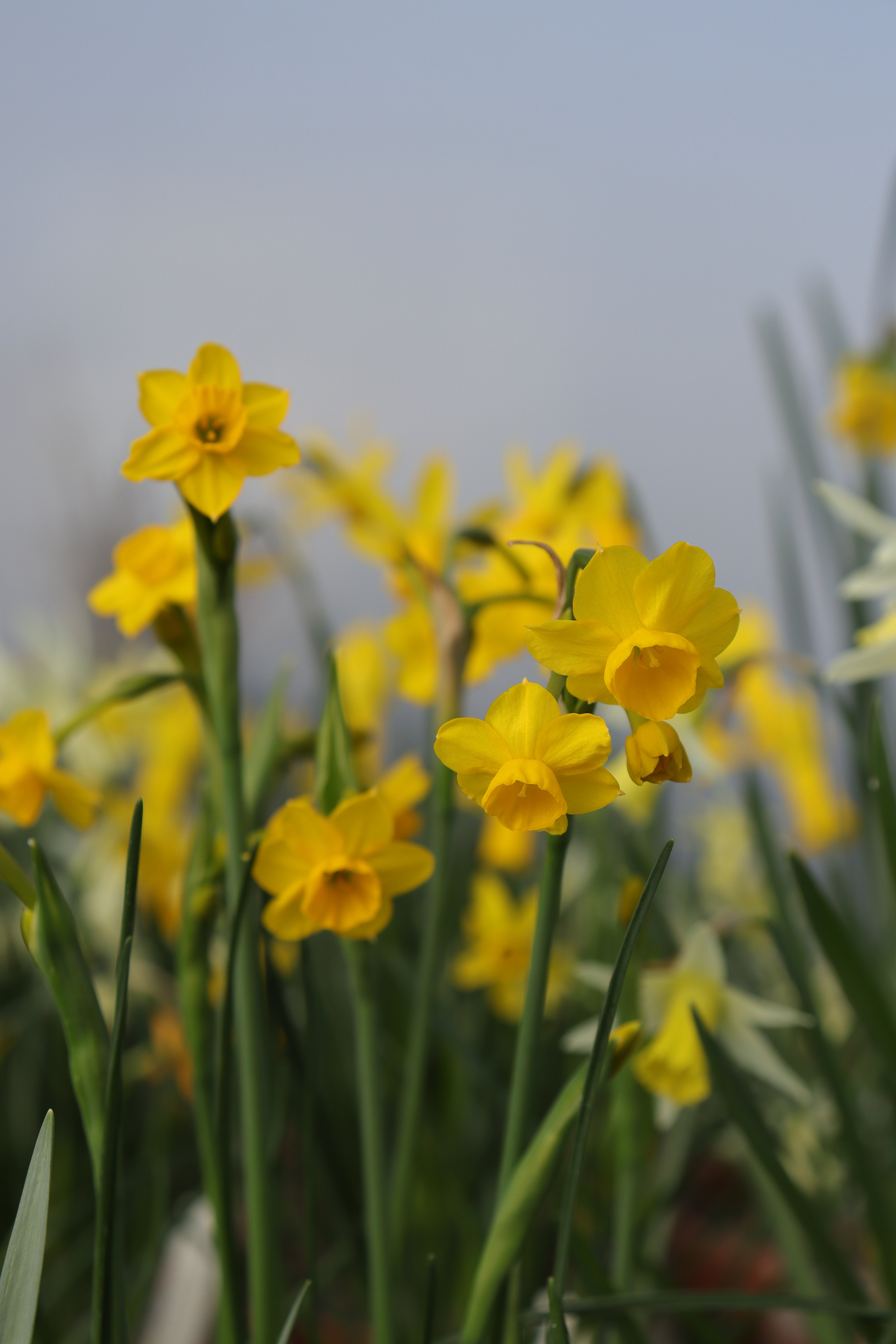 Narcissus 'Aureolin'