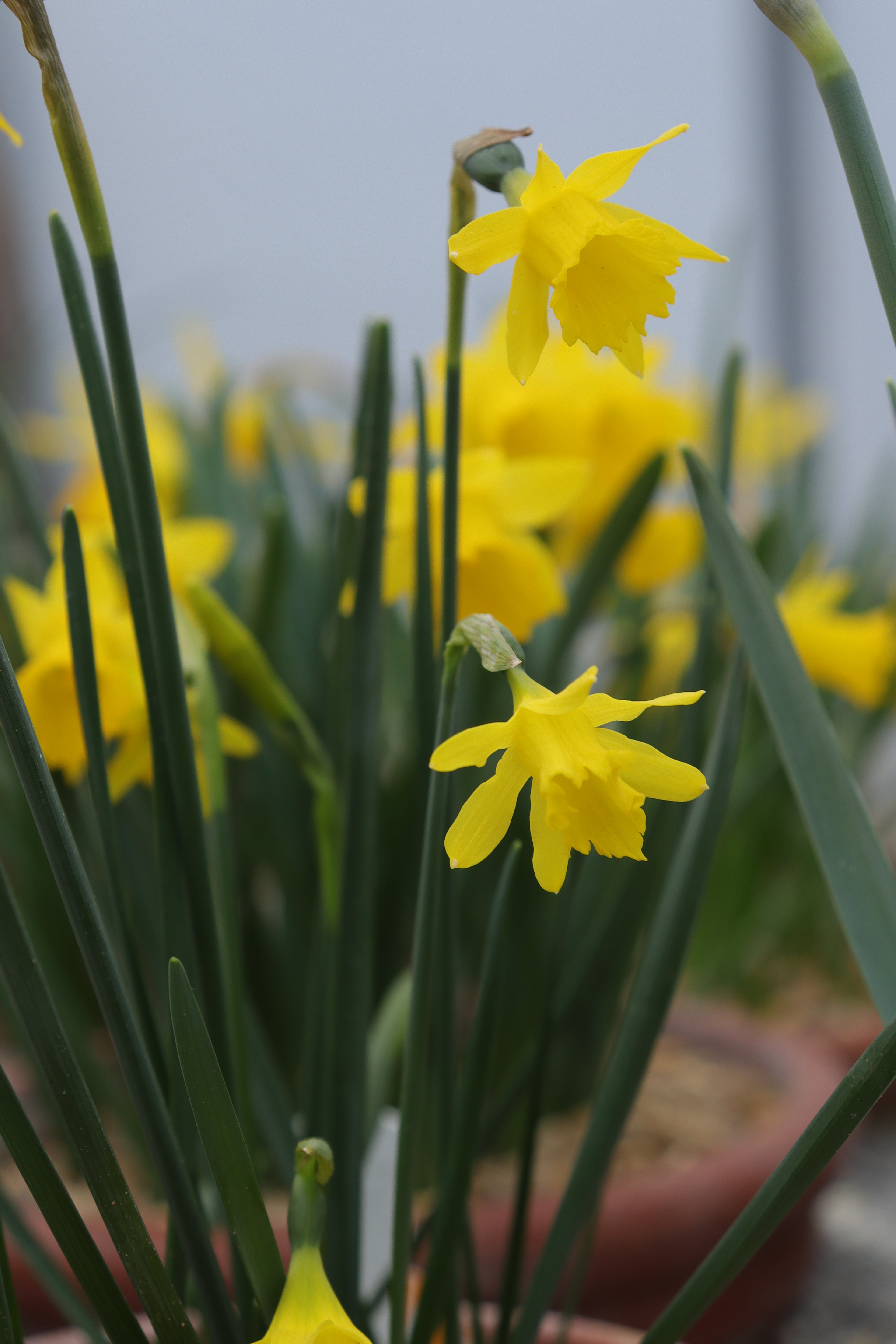 Narcissus 'Galantoquilla Group'