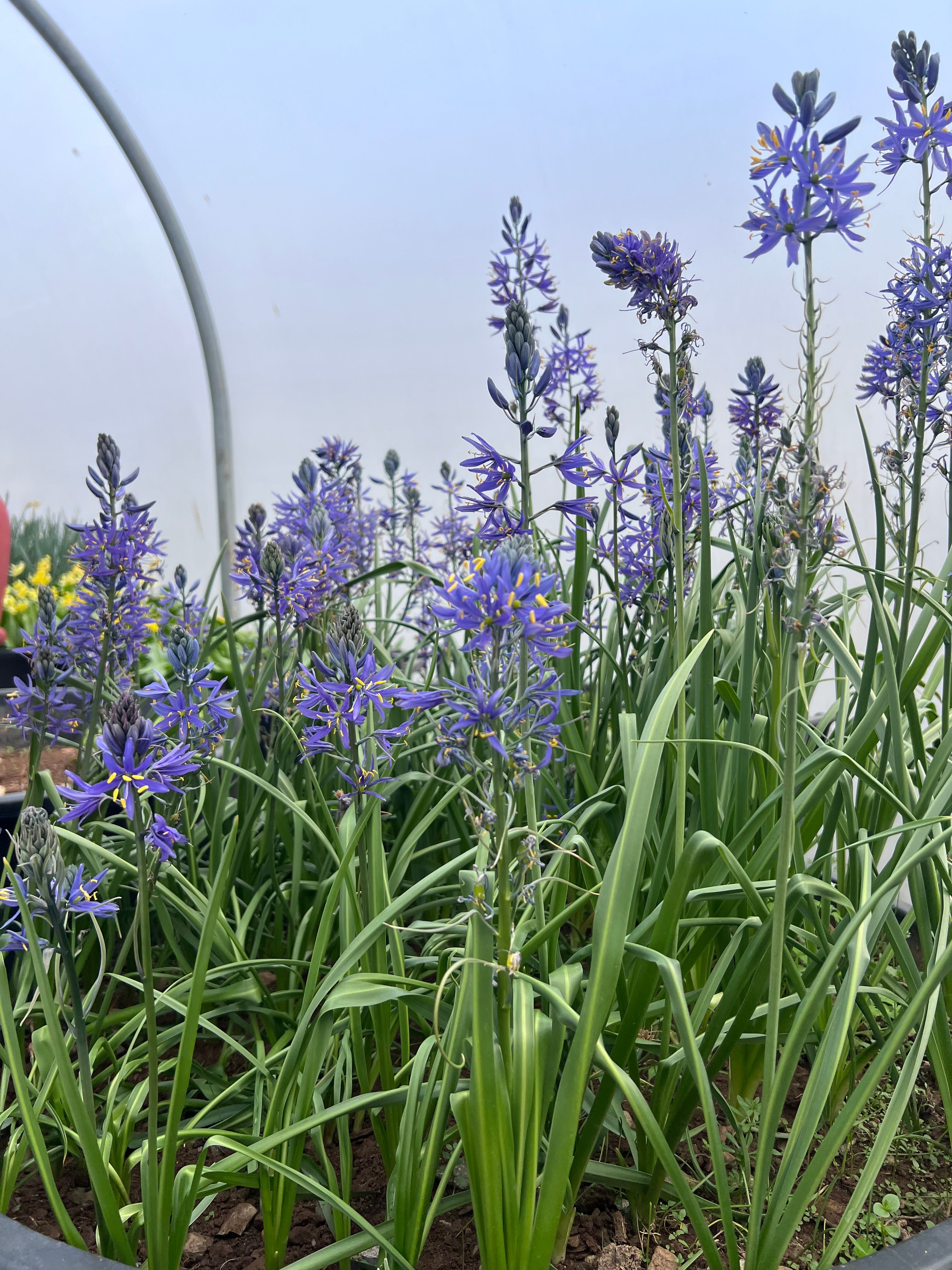 Camassia quamash