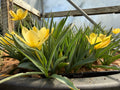 Tulipa batalinii ‘Bright Gem’
