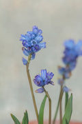 Hyacinthella pallasiana