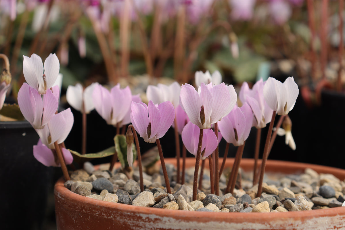 Cyclamen intaminatum Seed