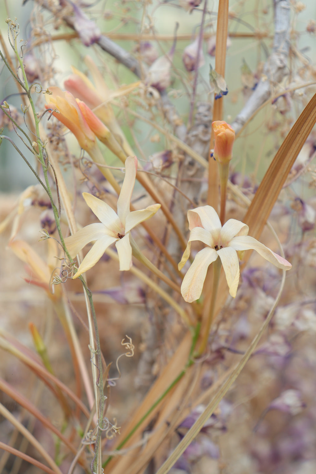Ixia paniculata