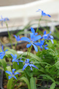 Tecophilaea violiflora