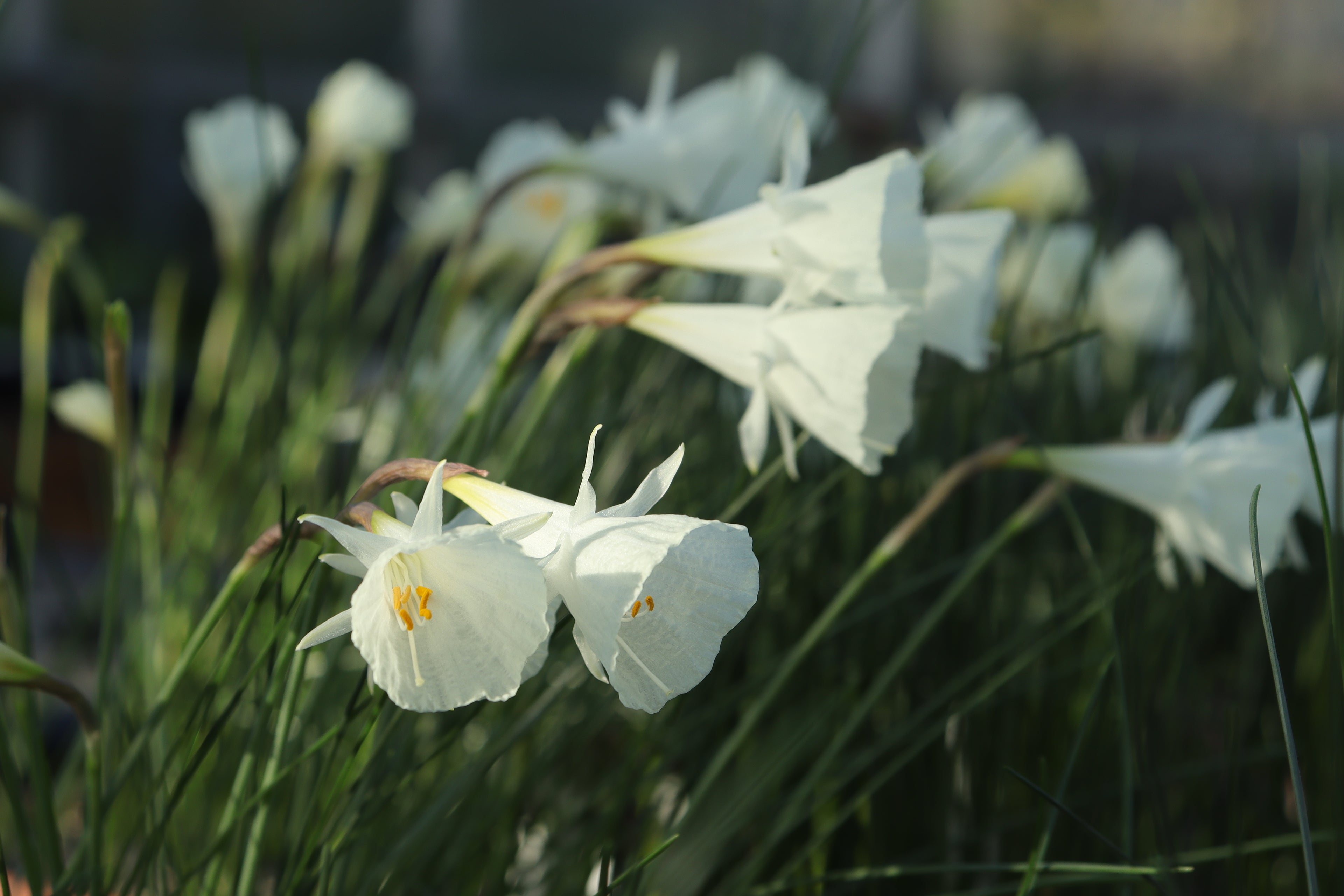 Narcissus romieuxii subsp. albidus var. zaianicus MS168