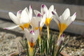 Crocus sieberi 'Day Dream'