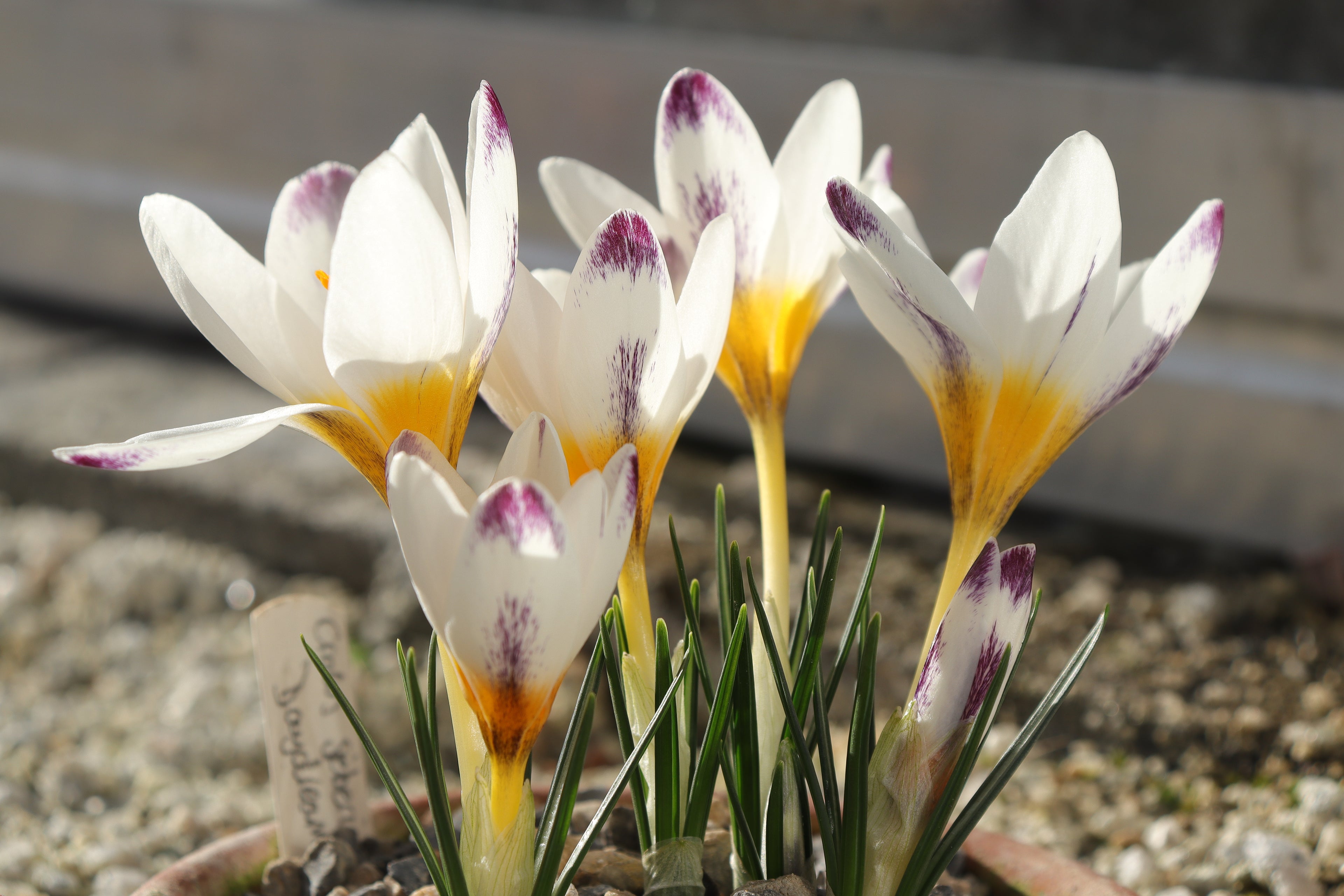 Crocus sieberi 'Day Dream'