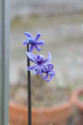 Hyacinthus orientalis subsp. orientalis