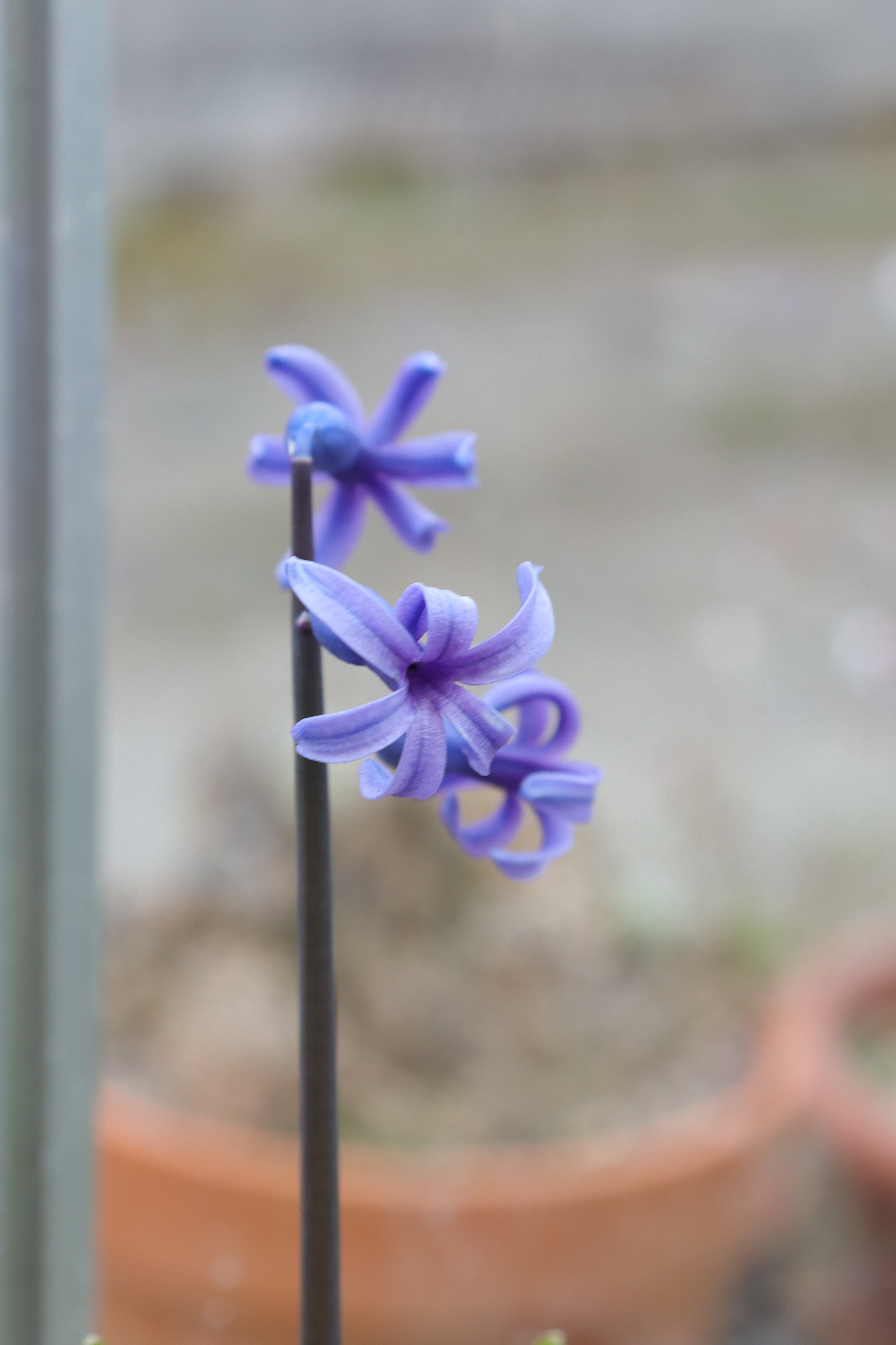 Hyacinthus orientalis subsp. orientalis
