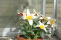 Tulipa kaufmanniana 'Sunrise'