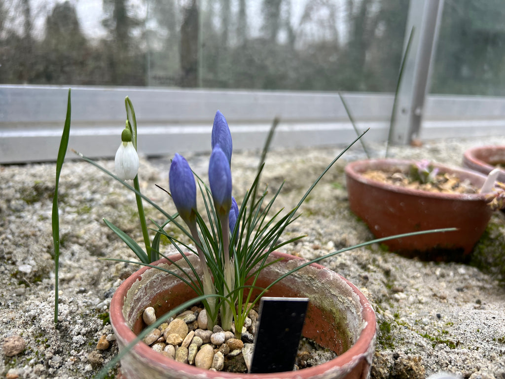 Crocus abantensis