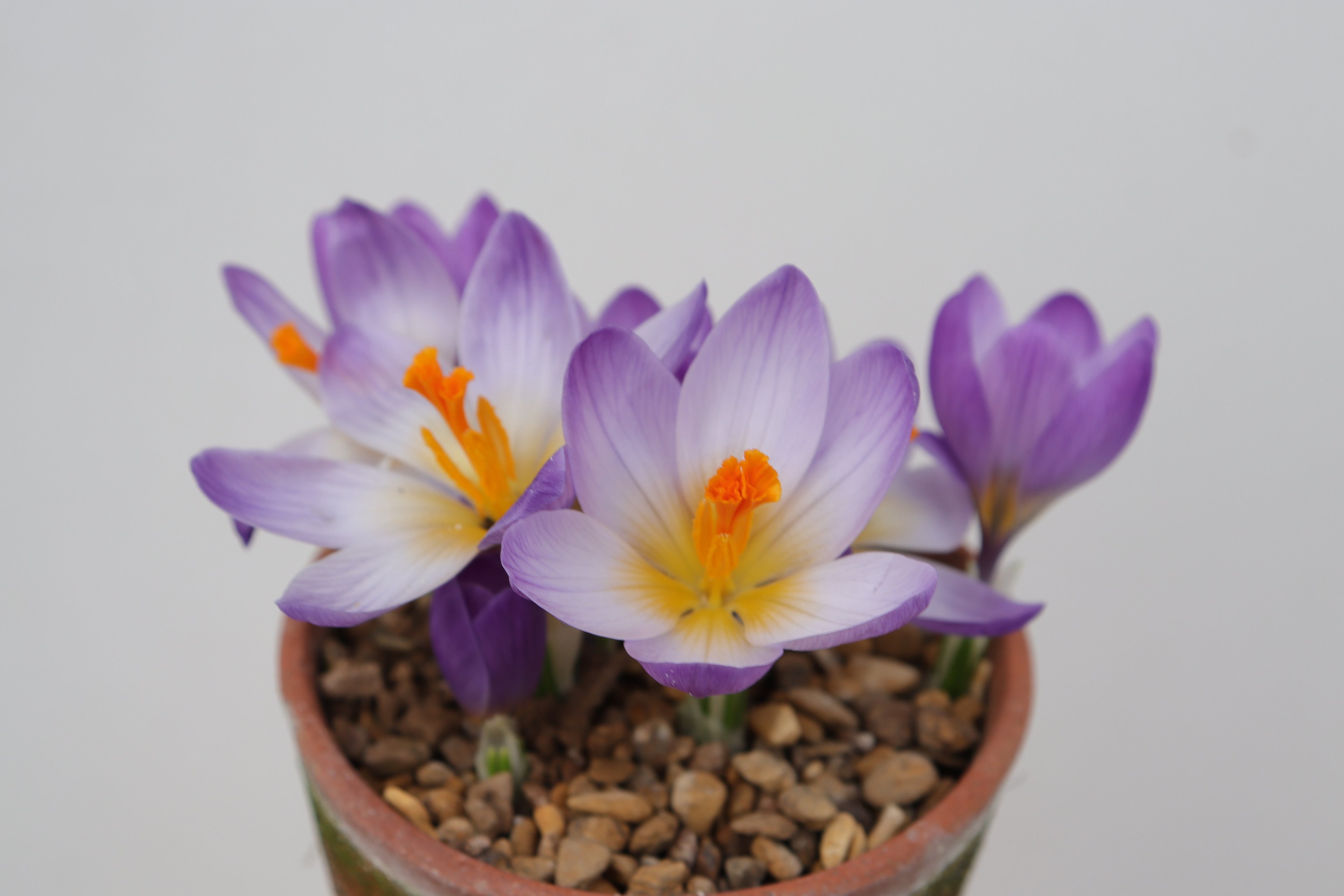 Crocus pilousii