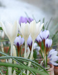 Crocus tommasinianus 'Eric Smith'