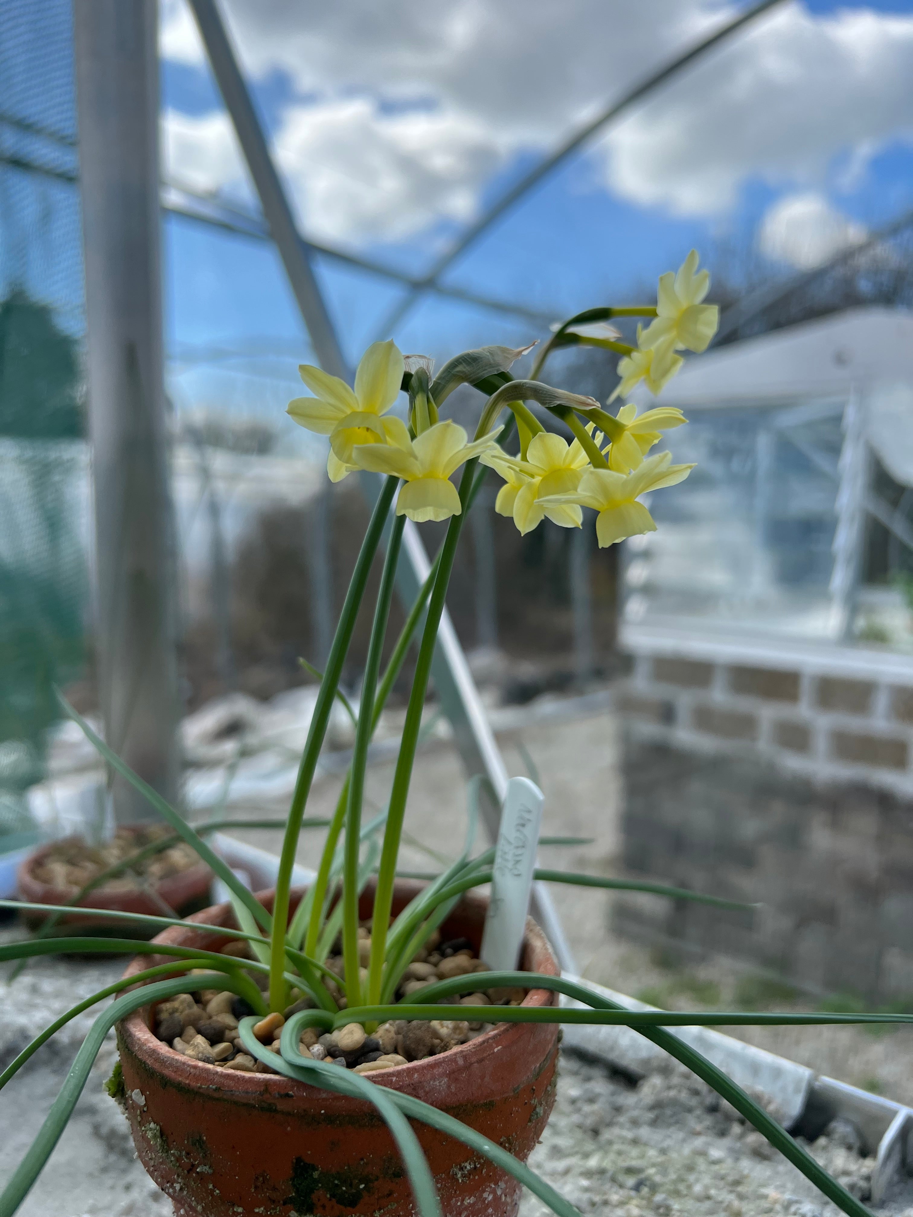Narcissus 'Little Jen'