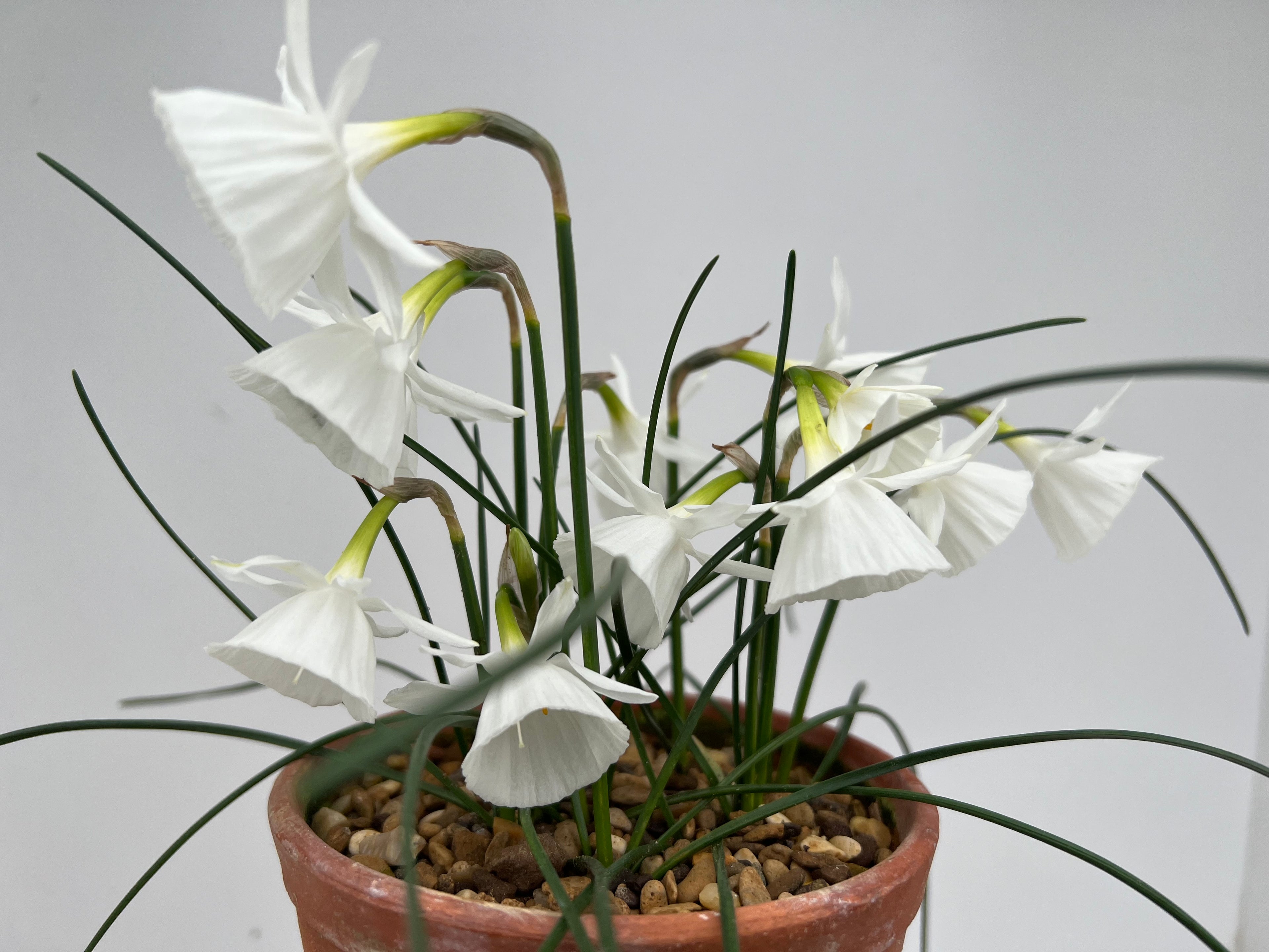 Narcissus ‘Giselle’