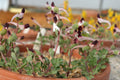 Corydalis popovii